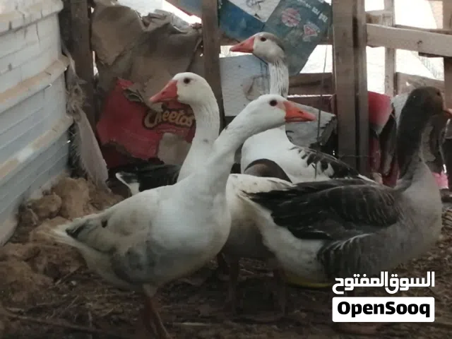 وزتين تحتهن تلات مشاويش