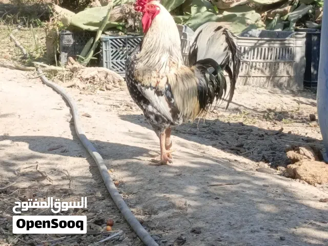 السلام عليكم ديج شوكي وديج شمسي  كويتي.