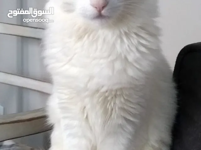 bueatifull white angora and persian mixed breed blue eyed cat looking for a loving