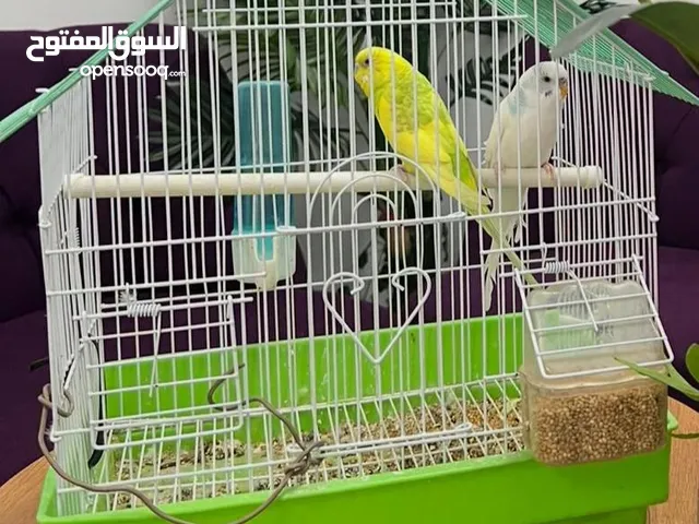 عصافير حب للبيع للمعني الجوز ب 50 مع القفص 70