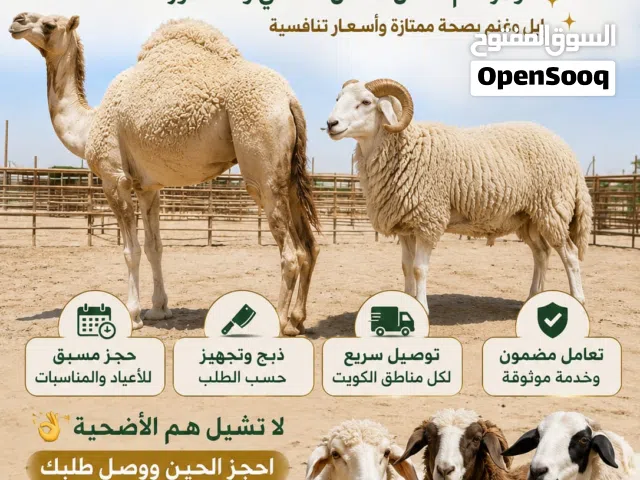 للبيع اضاحي ابل و غنم طيبه