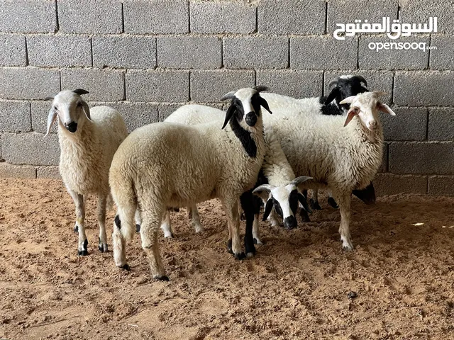 6 حواله للبيع