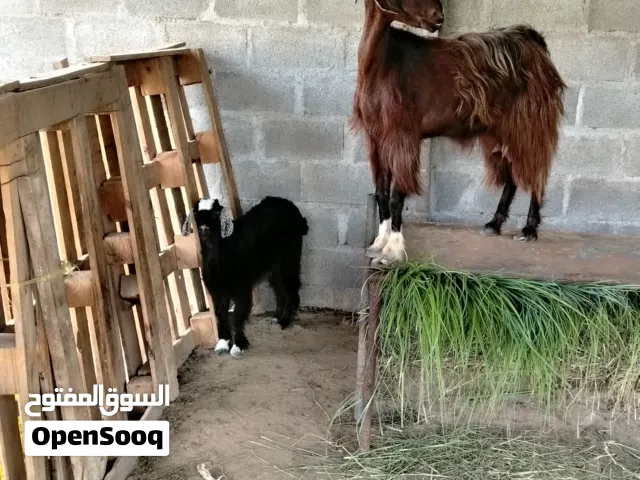 شاه هيه وبنتها فيه ثلاثه محالب