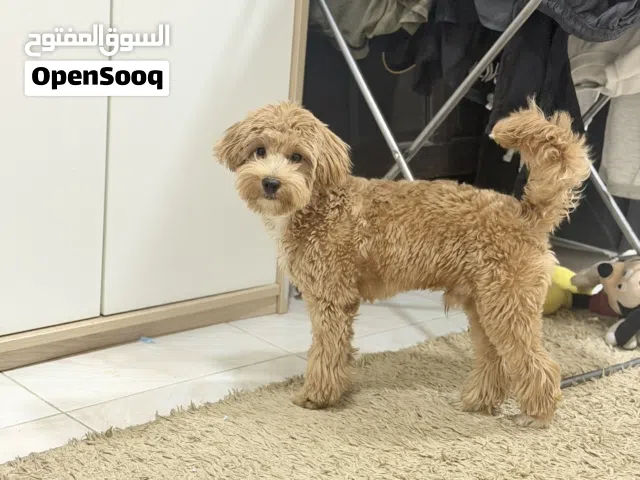 للتبني برسوم معاة كل حاجتك والباسبور