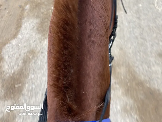 علاااااج الخيول من حساسيه خلال 14 يوم علاج مضمون