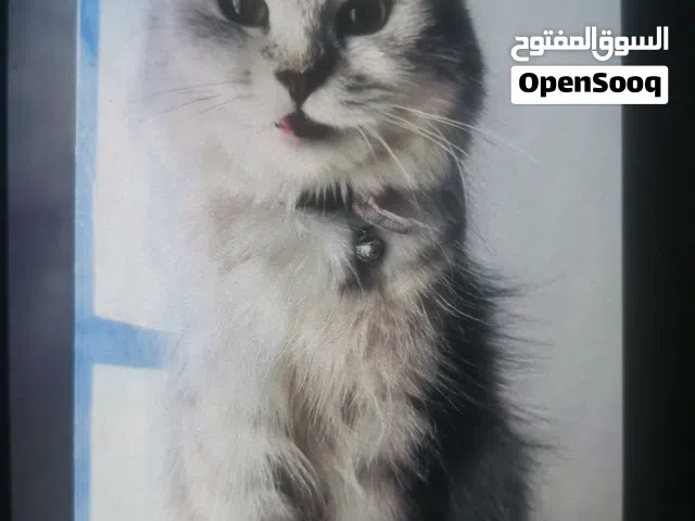 female persian 1 year and 6 months old