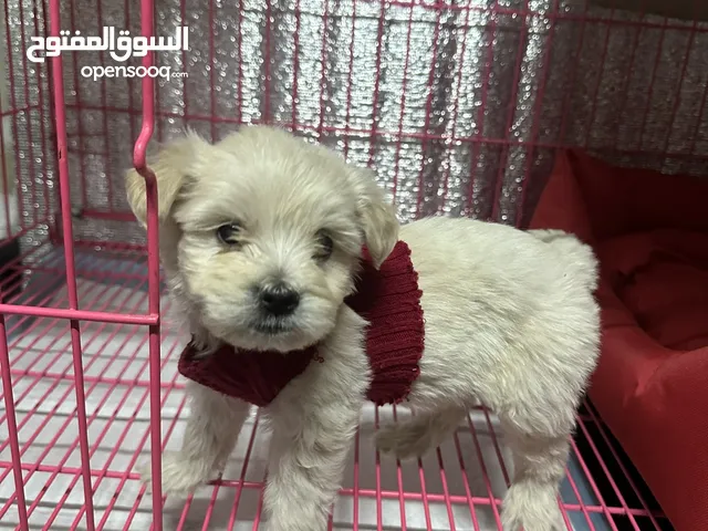 French Maltese dog puppies