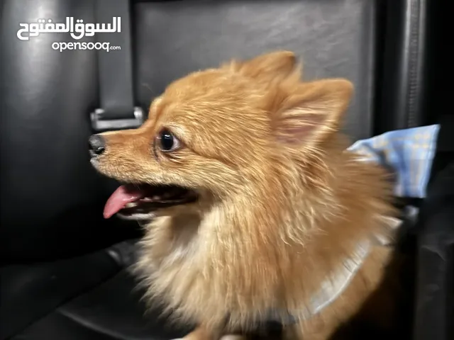الكلب يحمل الجواز والتطعيم