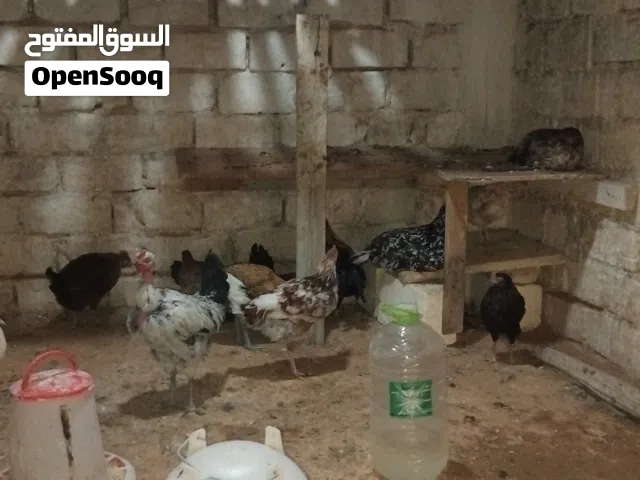 7دجاجات ادحو 5عتاتيق علي فتوح 2ديوك ربي يبارك حاجه نكيفه غريان