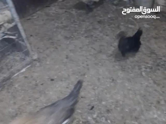 وجود ثلاث فراريج وديك موجودات في العقبه