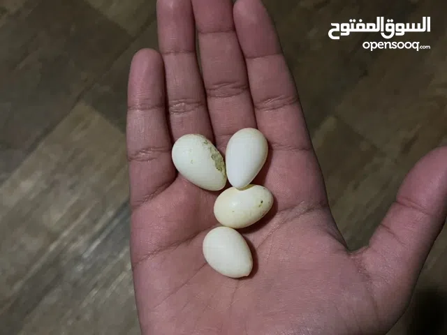 جوز كروان للبيع