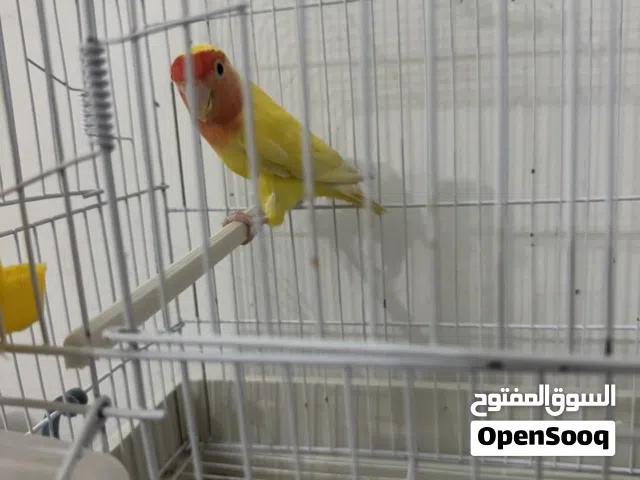 أنثى بركديلو روز للبيع