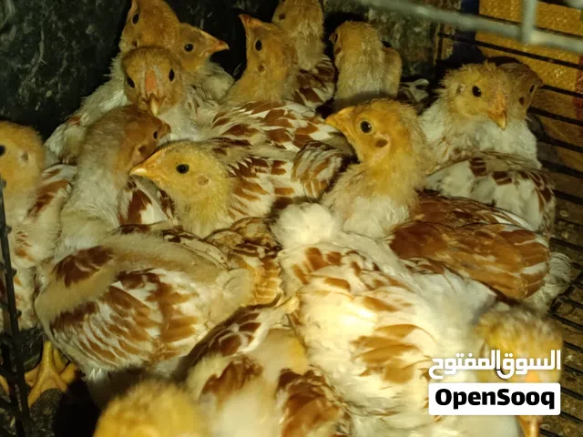 كتكوت ون دوت بركاني عمر شهر 45طرف رقمي في الوصف