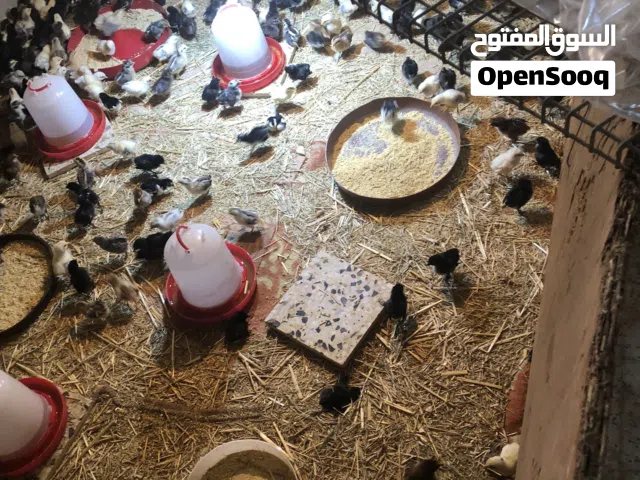 كتكوت عربي عمره12اليوم للبيع