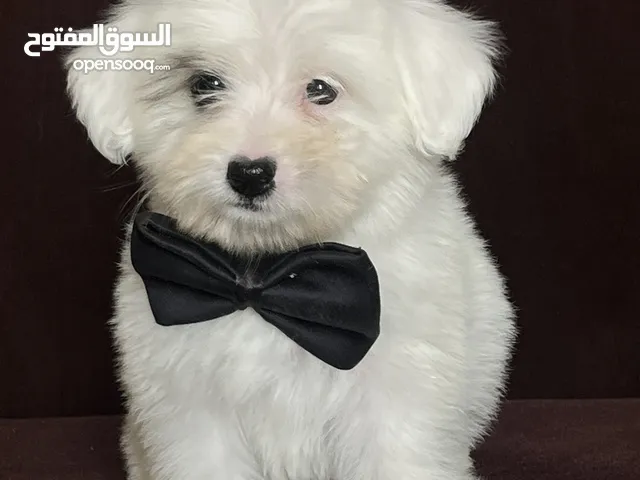 ما شاء الله متوفر جراء مالتيز عمر شهرين حاجات فخمه