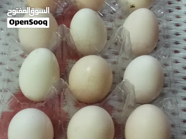 السلام عليكم  بيض عرب ان شاء الله  شرط الشد