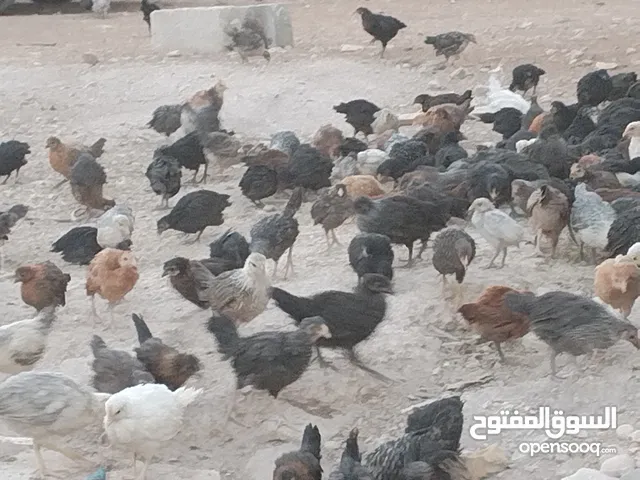 فراخ جاج بلدي