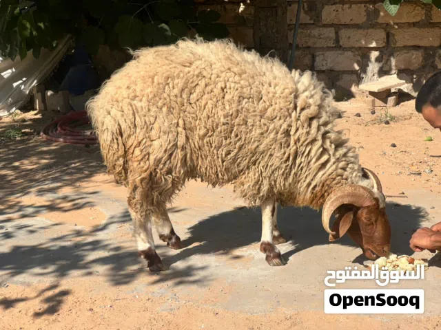 خروف ربي ايبارك كيف مبدل
