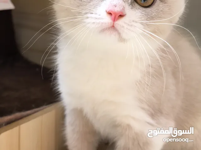 برتش Fown bicolour وسنمون