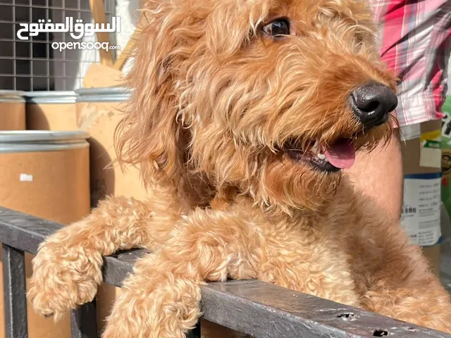 كلب بيتبول بودل لولو فوكس مالتيس جيرمن