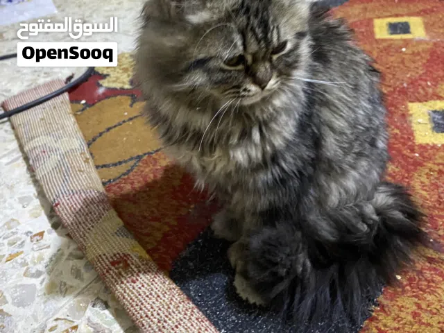 لتبني ما اعرف شنو النوع مالته بس مال بيت وأليف ويحب يلعب اهواي وياكل دري فود واكل بيت عمره اربع اشهر