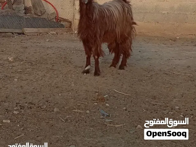 شه من حلل السعيدي أموره طيبه فول سمنه