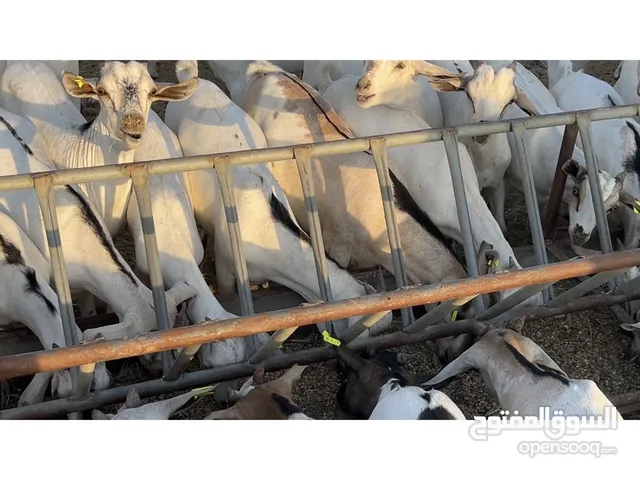 للبيع تيوس ذباح