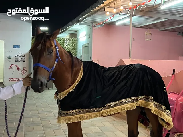 فحل عربي اصيل فلات ريس جواز واهو حفيد ماقنيت ولد امثال