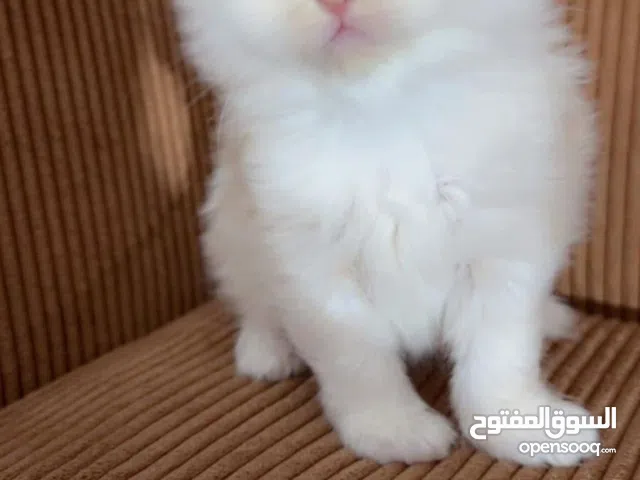 قطط هملايا الأصلية