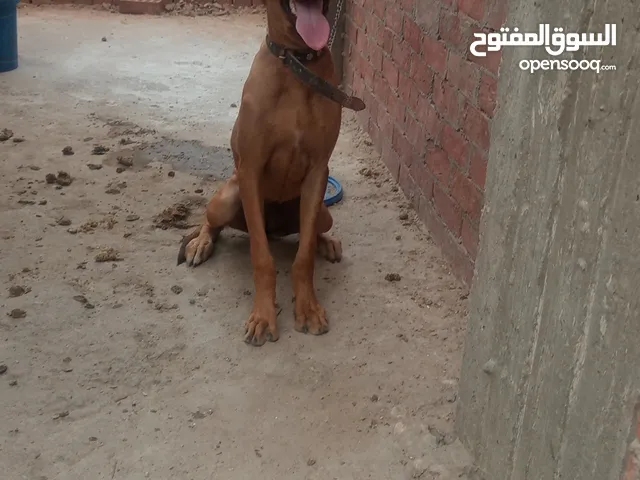 جروين دكر ونتايا دنواه 5شهور grit dan