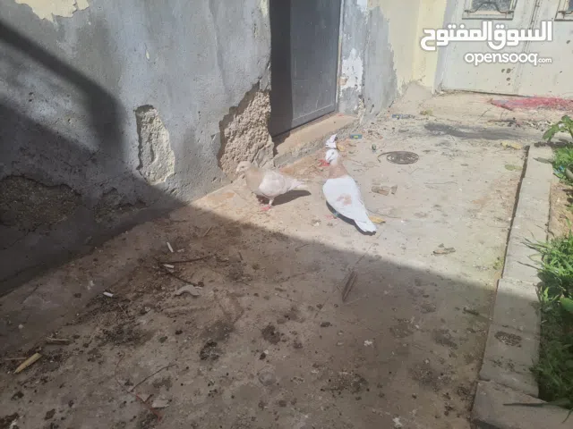 جواز حمام ما شاء الله