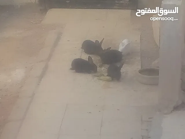 ارانب للبيع