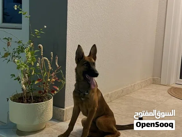 كلب جيرمن شو لاين شوف الوصف مهم جدا جدا