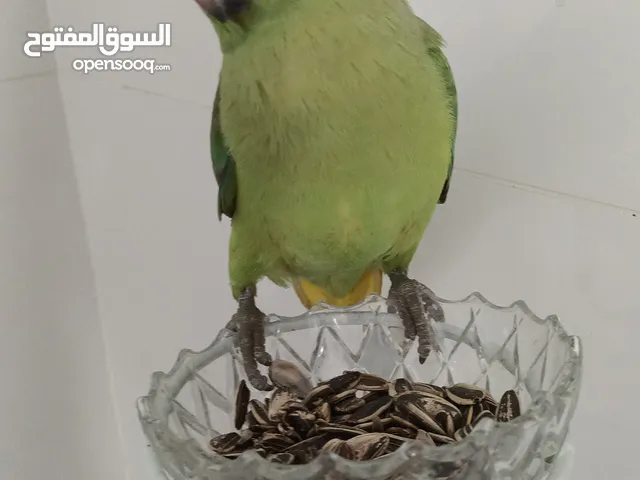 دره أليفه للبيع