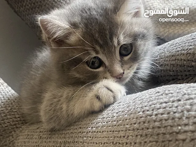قطط للبيع سكوتش