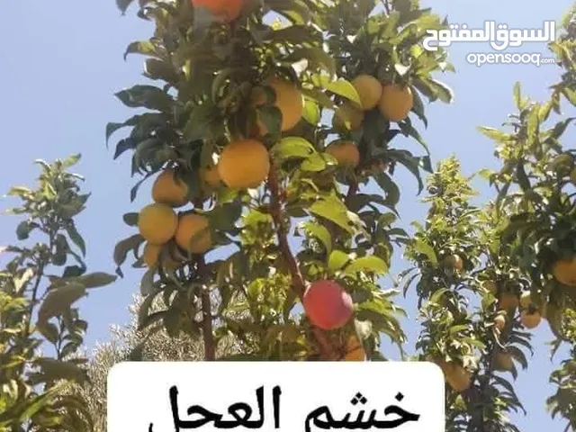 مشاتل الرويال لزراعه ومتابعه الاشجار