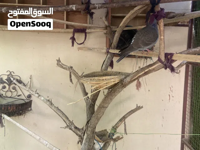 عفدان للبيع