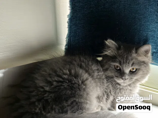 للتبني Fully Vaccinated Shirazi × Angora Kitten (male)