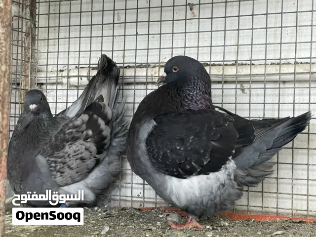 جميع الطيور للبيع