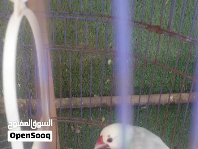 زيبرا - بودا - وحمام ماسي