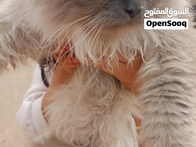 ذكر هيمالايا تشوكلت العمر 10شهور