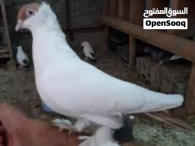 مطلوب حمام مثل هذا النوع مكاني البصره