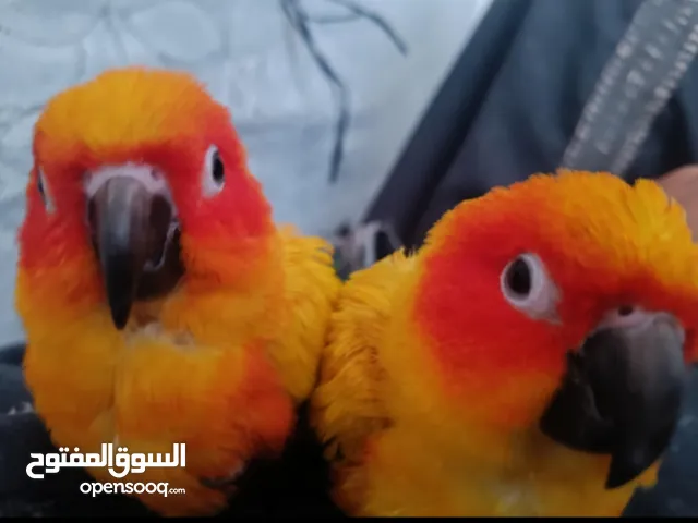 بغبغاء صن كنيور