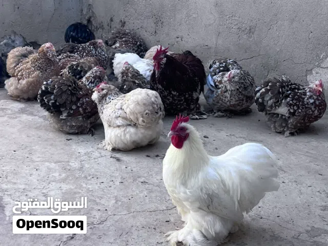 دجاج باندا استرالي لحيه واوداج زهري 21دجاجه و6ديوك المكان بنغازي