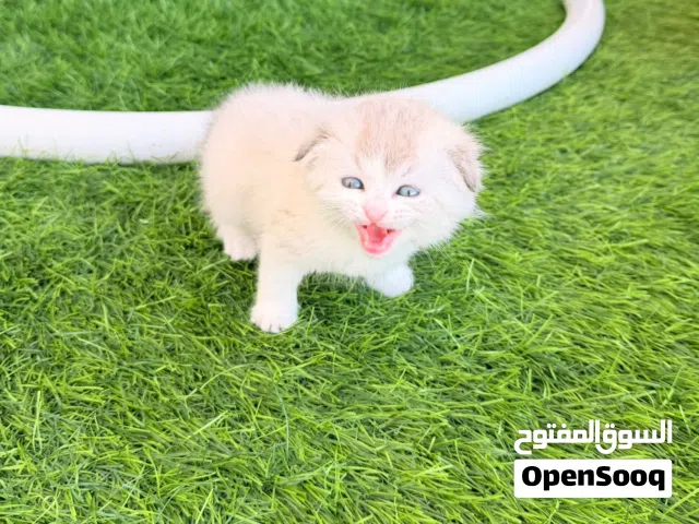 قطط من عمر 45يوم لعمر 5شهور متعودين على الليتر بوكس ويأكلو دراي فود و وايت فود