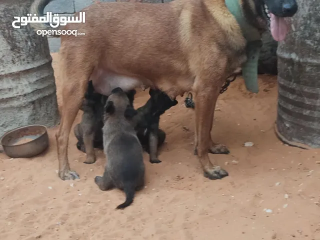 كلاب للبيع أربعه إناث ملينوا