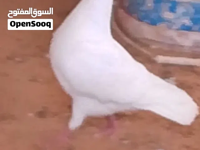 حمام فرنساوي لاحم درجة اوله سلاالة شركة فرنسية دم صافي بضاعة اوله