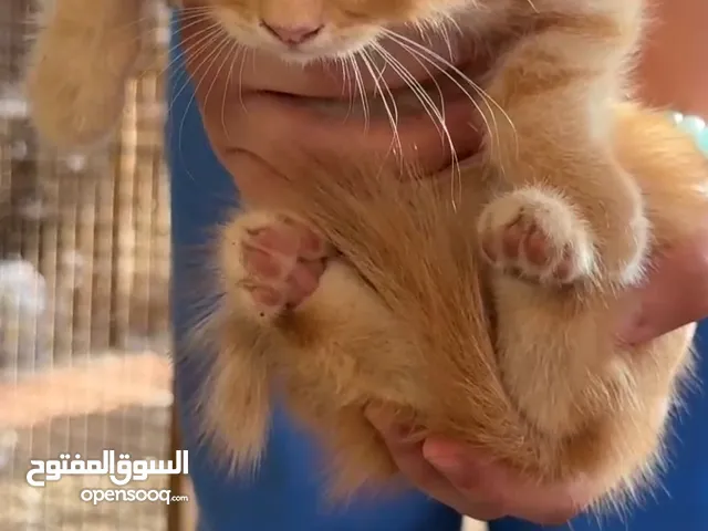 شيرازي اليف