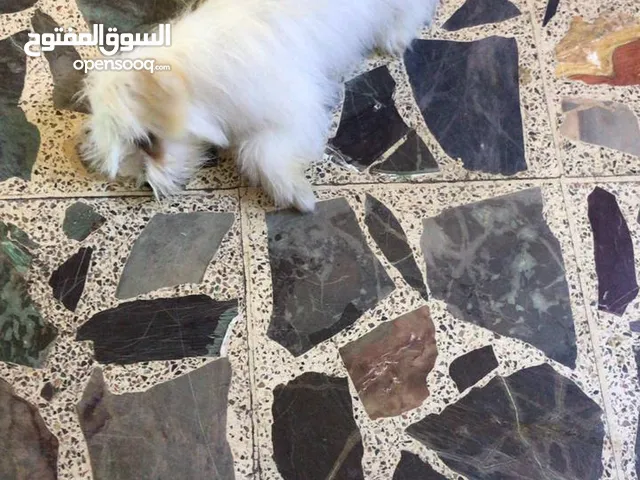 كلب مالتيز عمره 3اشهر
