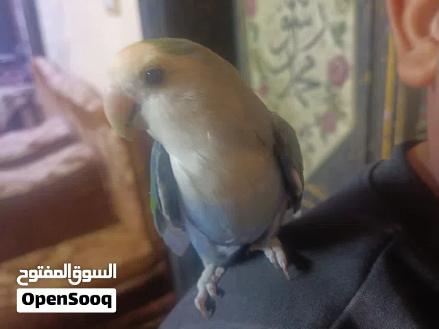 عصفور روز اليف مليون بالميه  لعوب جدااا